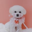 아리스타펫호텔 이미지