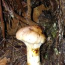 송이농장(2) 이미지