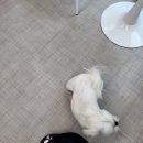 더봄애견 이미지