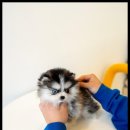 행복한 강아지 이미지