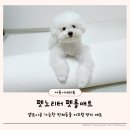 메트로펫 | 펫노리터 펫매트 재단 가능한 셀프시공 강아지롤매트