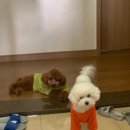 잘어울리개 이미지