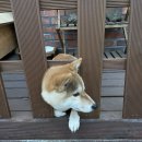 탭씨 이미지