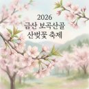 [금산가볼만한곳] 300만 평 분홍빛 융단, 금산 산벚꽃 축제 무료 주차 정보