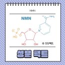 (주)장수생명과학 | NMN 복용법 후기 성분 효능 A-Z
