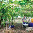 김정순농장 이미지