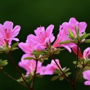 꽃에 반하다 이미지