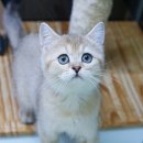 고양이분양은 노블캣 랙돌놀숲분양캐터리 대전점 이미지