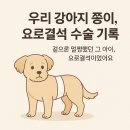 강아지 요로결석 초기 증상과 수술 후기 (쫑이 사례)