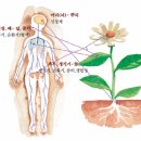 윈아로마오일
