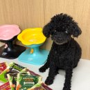 황태궁 | 강아지화식 추천 기호성 좋은 펫푸드궁 자연특식