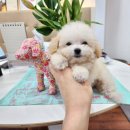 베리독 강아지고양이 평택본점 이미지