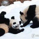 판다 이미지