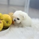 앙쥬펫 강아지분양 은평구점 이미지