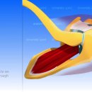 견관절 활액낭 (subdeltoid joint and the serous bursae of the shoulder) 이미지