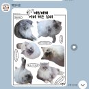송시 | 반려동물 스티커제작, 펫모티콘 커스텀 다꾸 굿즈제작후기