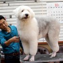 GROOMING107 이미지