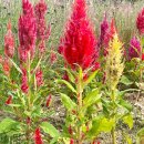 서강어린이공원 앞 이미지