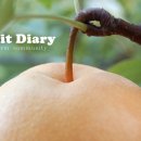 화산농원 이미지