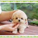 더 샵 동물메디컬센터 이미지