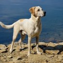 대가선지해장국 이미지