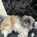 러블리펫그루밍 이미지