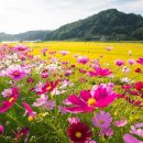 코스모스길 이미지