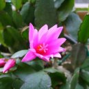 선인장 - 담양군 담장로 548 | 선인장
