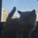 도그마루 고양이강아지 청주점 이미지