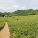 밀 이미지