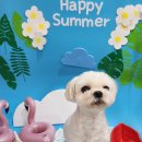 멍글멍글 강아지유치원 이미지