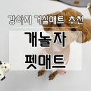개놀자 이미지