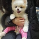 기운내 동물병원 이미지