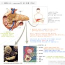 GI 저인슐린다이어트 이미지