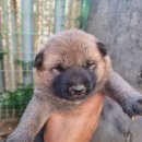 강쥐세상 이미지