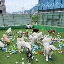 만배네 애견카페 이미지