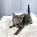 수원고양이분양 드림캣 안심분양센터 이미지