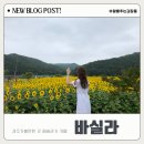 해바라기 애견 | 국내 봄 여행지 경주가볼만한곳 애견동반 해바라기 데이지꽃 바실라카페