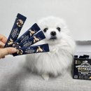 pet19라5699 | 강아지 유산균 닥터 페렌들리로 면역력 키우기 애견유산균