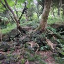 나무와 돌 이미지