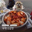 부산 야장 성지 남포동 맛집 양곱창 부평양곱창 애견동반 후기
