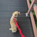 [동의요청] 3년간 고단한 길생활을 하다가 안락사될뻔했던 &#39;행운이&#39;의 정회원 구조동의 요청합니다. 이미지