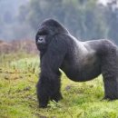 고릴라 이미지