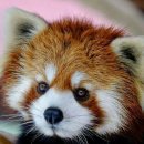 레드팬더 이미지