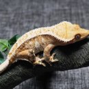 인투더크레