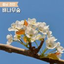 나무카페 | 천안 배꽃 명소 배나무숲 카페 방문 후기 (개화상태)