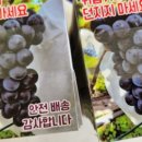 포도맘 이미지