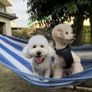 애월류가 이미지