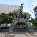 돈키호테-무식한 소 이미지