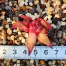 솔레미오 이미지